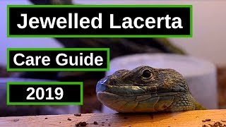 Jewelled Lacerta Complete Care Guide [upl. by Bridge]