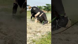 Gigantic Holstein bull Started Playing after Getting Sand in The Field at Sharif Agro  Pagla Goru [upl. by Enillebyam]