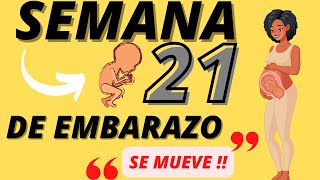 Semana 21 EMBARAZO Quinto mes SEMANA a SEMANA [upl. by Aitenev]