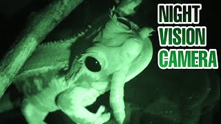 FEEDING MY PET GECKOS NOCTURNAL FEEDING VIDEO [upl. by Mohr]