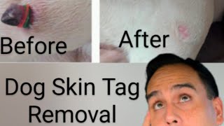 Dog Skin Tag Growths RemedyDIY diy dog pets viralvideo youtube [upl. by Ridan102]