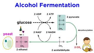 Anaerobic Respiration and Fermentation [upl. by Aitselec]