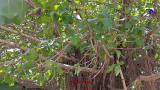 Ficus benghalensis  Banyan Tree [upl. by Joliet893]