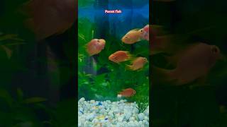 Parrot fish shorts short shortvideo shortsvideo youtubeshorts aquarium pets fish foryou [upl. by Ahsie]