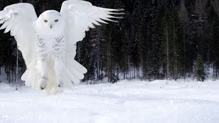 Snowy Owls  Why Is It The Most Skilled Arctic Predator  Wildlife Documentary [upl. by Glenn]