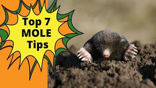 How To Get Rid of Moles in Your Yard [upl. by Simaj]