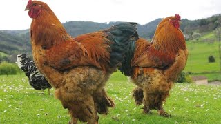 44 pounds heavy Brahma the largest chicken breed in the world that you may not know about [upl. by Irep866]