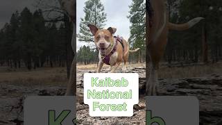 Kaibab National Forest is a unique beauty nationalforest kaibab kaibabnationalforest Arizona [upl. by Dre840]