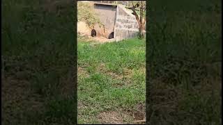 BHALU bear  Rajiv Gandhi Zoo PUNE  Katraj bhalu bear [upl. by Annora]