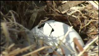 Escape From Darkness  The Birth of a Baby Eaglet AEF [upl. by Hearsh]