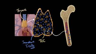 Thymus amp thymosin  chemical coordination  Biology class 11  Khan Academy [upl. by Ellimahs230]