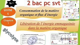 2Bac PCSVT U1CH 1EP1 libération de lénergie emmagasinée dans la matière organique glycolyse [upl. by Thaine506]