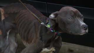 Officer goes above and beyond to save severely emaciated dogs life [upl. by Ulani]