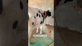 Navi dairy farm all india sale cow 2018 [upl. by Ethe]