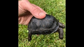 Aldabra tortoise for sale from Tortoise Towns baby tortoise farm [upl. by Mayer]