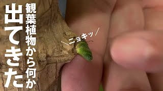 観葉植物の新芽はどこから出るの？ [upl. by Alyar]