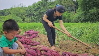 17 year old single mother living in the forest Harvesting Sweet PotatoesCountry life  Ly Tieu Nu [upl. by Maximilianus]