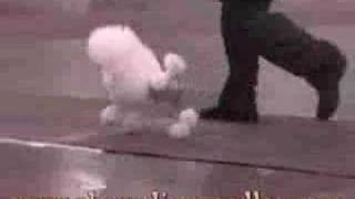 Dog Show Poodle Video [upl. by Goggin]