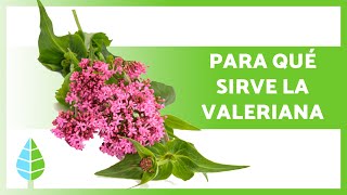 BENEFICIOS de la VALERIANA 🌼🌿 Propiedades Medicinales Cómo Tomarla y Contraindicaciones [upl. by Rowen582]