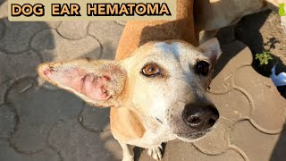 Street Dog Ear Hematoma Crying In Pain  Stray Animals Buddy [upl. by Tniassuot]