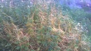 Parasitic Plant Cuscuta DodderOvertaking Small Shrubs [upl. by Thapa]