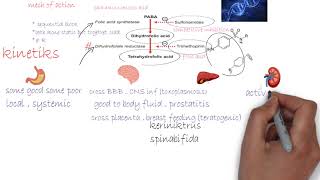 sulphonamides trimethoprim cotrimoxazole  Antibiotics شرح [upl. by Larine650]