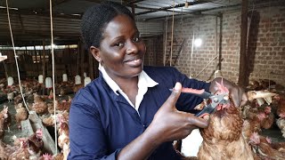 why debeaking is very important in poultry farming [upl. by Philander]