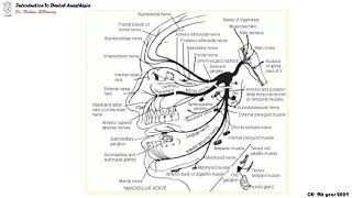 07 Introduction to innervation of the face [upl. by Iretak621]