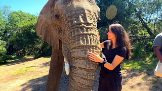 Elephant Sanctuary Plettenberg Bay Garden Route Cape Town 🐘🐘🐘 [upl. by Gnas]