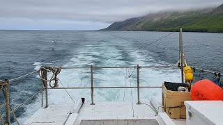 Highlights August 2021 4K  Fishing in Iceland [upl. by Oba885]