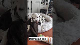 Our cute Dalmatian dog Hope is smiling dalmatians dalmatiner reutlingen [upl. by Dita899]