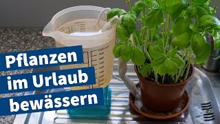 Pflanzen im Urlaub bewässern – Anleitung für DIYBewässerung von Basilikum – Einfaches Tutorial [upl. by Fishbein795]