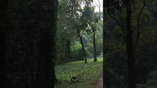 Gorumara National Park Live Streaming travel gorumaranationalpark gorumaraforest forest trip [upl. by Hernardo458]