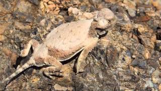 Roundtail Horned Lizard Phrynosoma modestum Sitting Stealthy and Then Hes Gone [upl. by Cannon285]