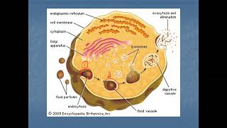 Endocytosis and Exocytosis [upl. by Olonam]