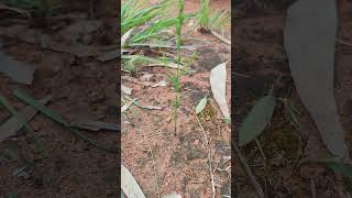 Narrow Leaves witch weedStriga angustifolia Scrophulariaceae HAVERIKARNATAKA [upl. by Arbed]