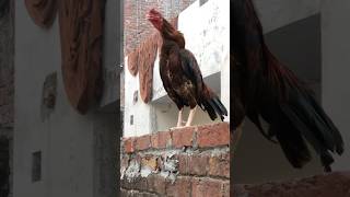 Your fader is back  viral video birdslover chicken [upl. by Childs]