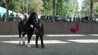 21 DSHV Shire Horse Show Gut Neuhof Alpenrod  Zuchtschau Hengste [upl. by Nosrak]