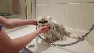 How to wash your Persian cat [upl. by Canty]