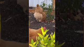 🐓Buff Orpington pullet taking bath🐓five months old chicken 🍂early November [upl. by Iek394]