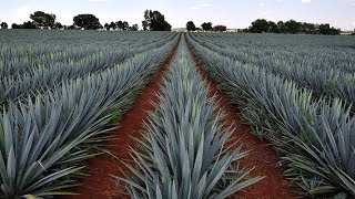 Agave Plant Agriculture Technology  Agave Farming  Agave Cultivation [upl. by Antrim]