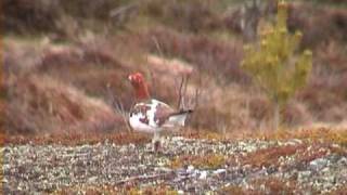 DALRIPA Willow Ptarmigan Lagopus lagopus Klipp  89 [upl. by Pelagias]