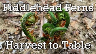 Fiddlehead Ferns  Harvest to Table [upl. by Luing]