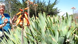 Aloe Plicatilis  Fan Aloe [upl. by Pier]