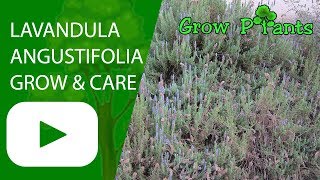 Lavandula angustifolia  grow amp care Lavender plant [upl. by Oribella]