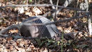 Armadillo Dasypodidae [upl. by Ophelia]