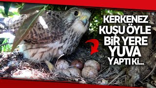 Yırtıcı Kuş İş Yerine Yuva Yaptı Her Gün Yılan ve Fare Taşıyor [upl. by Nonnairb655]