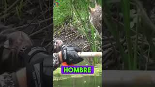 Estaba herido en medio de un lago hasta que 😢😢 reflexiones animales historiareal rescate [upl. by Asserrac389]