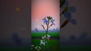 Tai Mola Jhan Rowabe Cg Song Cg Status cgshorts cgstatus cgsong [upl. by Aoniak]