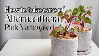 How to take care of Alternanthera Pink Variegated [upl. by Aititil]